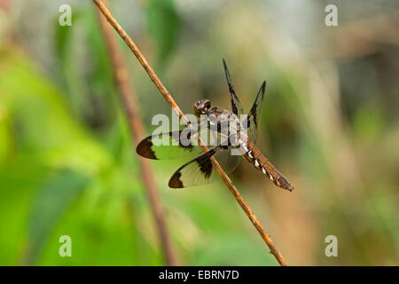 Twelve-spotted Skimmer (Libellula pulchella), female at a stem, USA, Tennessee, Great Smoky Mountains National Park Stock Photo