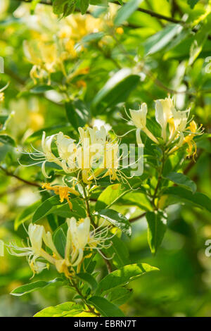 Japanese honeysuckle (Lonicera japonica), blooming, USA, Tennessee, Great Smoky Mountains National Park
