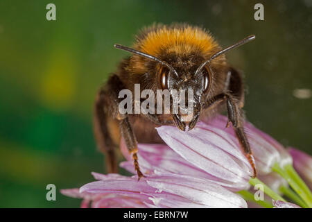 buff-tailed bumble bee (Bombus terrestris), at leek blossom, Germany, Bavaria