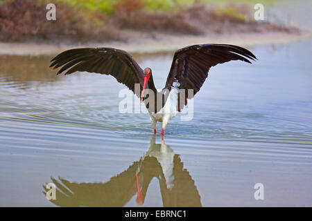 black stork (Ciconia nigra), fishing in shallow water, Greece, Lesbos Stock Photo