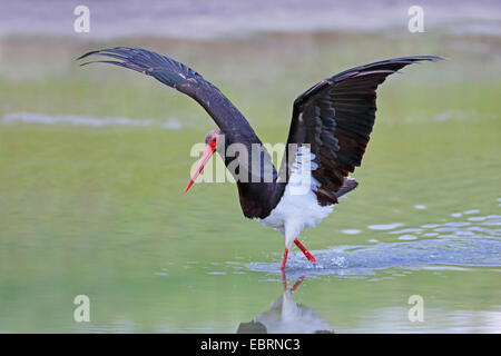 black stork (Ciconia nigra), fishing in shallow water, Greece, Lesbos Stock Photo