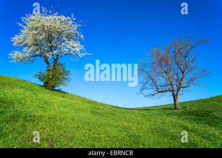 Wild cherry, Sweet cherry, gean, mazzard (Prunus avium), two trees on a hill in spring, the left one is a bloomimg wild cherry, Germany, Bavaria, Oberbayern, Upper Bavaria Stock Photo