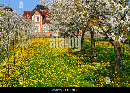 Cherry tree, Sweet cherry (Prunus avium), Cherry blossom time and Dandelion, Germany, Lower Saxony, Altes Land Stock Photo