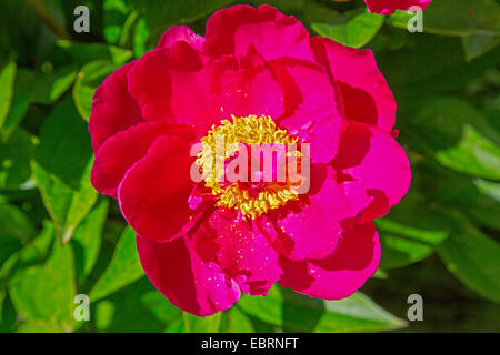 paeony (Paeonia officinalis), single flower Stock Photo