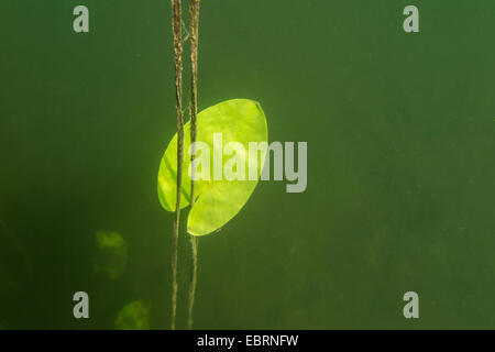 white water-lily, white pond lily (Nymphaea alba), leaf under water, Germany, Bavaria, Langbuergener See Stock Photo