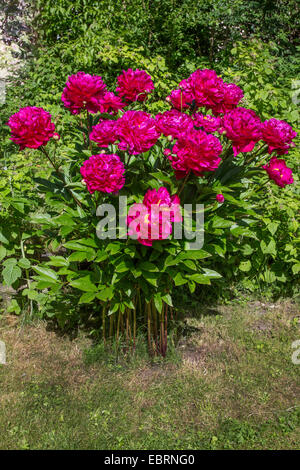 paeony (Paeonia officinalis), blooming Stock Photo