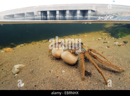 Chinese mitten crab (Eriocheir sinensis), at the riverside of the Rhine, Germany, North Rhine-Westphalia, Duesseldorf Stock Photo