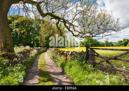 English country lane with gate and Ash tree on a beautifully sunny, summer day in th Peak District, Derbyshire. Stock Photo