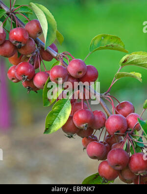 Ornamental apple tree (Malus 'Evereste', Malus Evereste), cultivar Malus 'Evereste Stock Photo