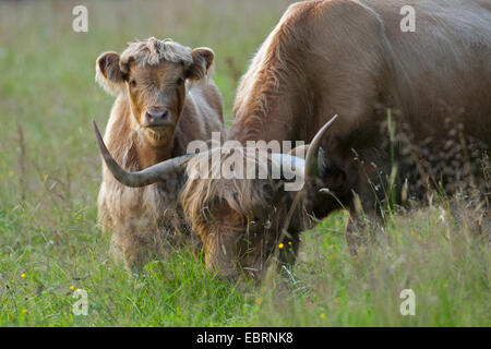 Scottish Highland Cattle (Bos primigenius f. taurus), cow with calf, Belgium Stock Photo