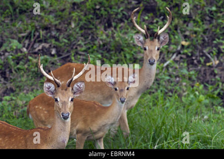 Thamin, Brow-antlered deer, Eld's deer (Panolia eldii, Rucervus eldii, Cervus eldii), three Eld's deers looking at the camera, Thailand, Huai Kha Khaeng Wildlife Sanctua Stock Photo