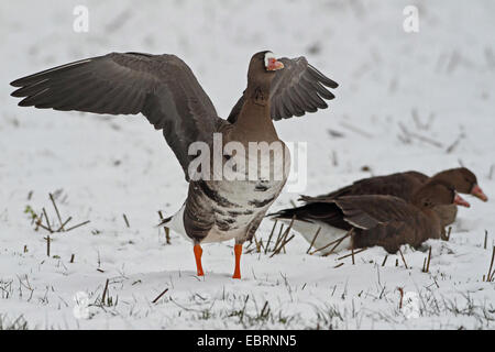 white-fronted goose (Anser albifrons), standing in snow flapping wings, Germany, North Rhine-Westphalia, Lower Rhine Stock Photo