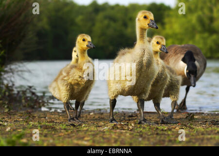 Canada goose (Branta canadensis), young geese with mother, Germany, North Rhine-Westphalia Stock Photo