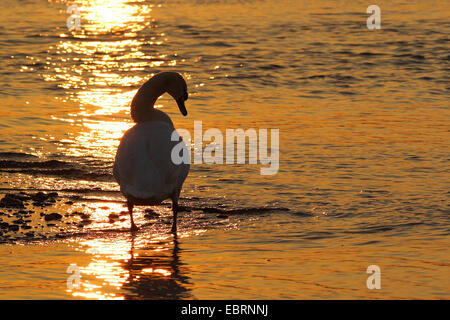 mute swan (Cygnus olor), standing at sunset in shallow stretch of water , Germany, North Rhine-Westphalia Stock Photo