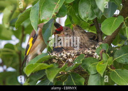 Eurasian goldfinch (Carduelis carduelis), adult feeds fledged squeakers in their nest, Germany, Bavaria Stock Photo