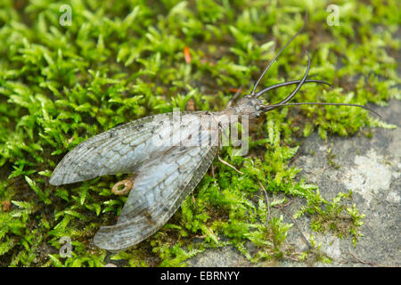 Eastern dobsonfly (Corydalus cornutus ), male on moss, USA, Tennessee, Great Smoky Mountains National Park Stock Photo