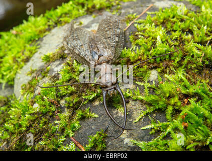 Eastern dobsonfly (Corydalus cornutus ), male on moss, USA, Tennessee, Great Smoky Mountains National Park Stock Photo