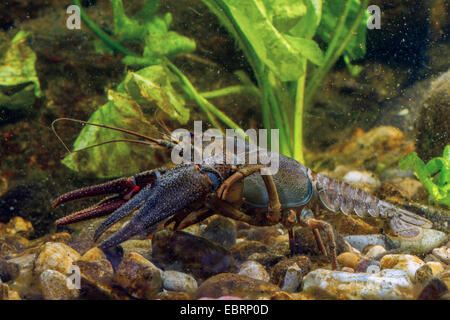 noble crayfish (Astacus astacus), on pebbles, Germany Stock Photo