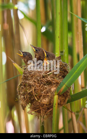 reed warbler (Acrocephalus scirpaceus), squeakers immediatelly before starting in the nest, Germany, Bavaria Stock Photo