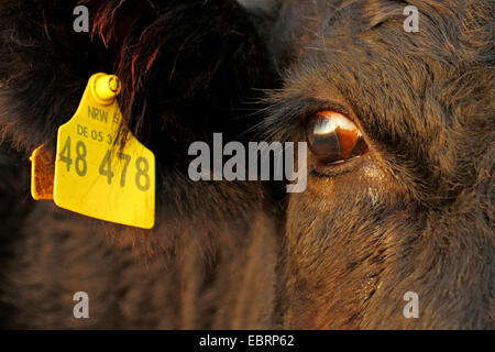 domestic cattle (Bos primigenius f. taurus), closeup of eye and yellow ear tag for official identification of cattle, Germany, North Rhine-Westphalia Stock Photo