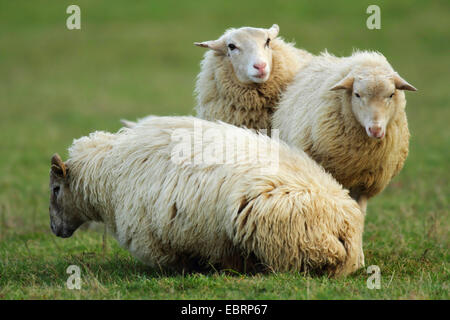domestic sheep (Ovis ammon f. aries), three animals in a meadow, Germany, North Rhine-Westphalia Stock Photo
