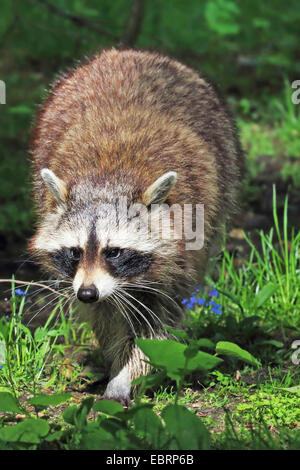 common raccoon (Procyon lotor), full-length portrait, Germany, North Rhine-Westphalia, Lower Rhine Stock Photo