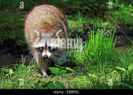 common raccoon (Procyon lotor), at a brookside, Germany, North Rhine-Westphalia, Lower Rhine Stock Photo