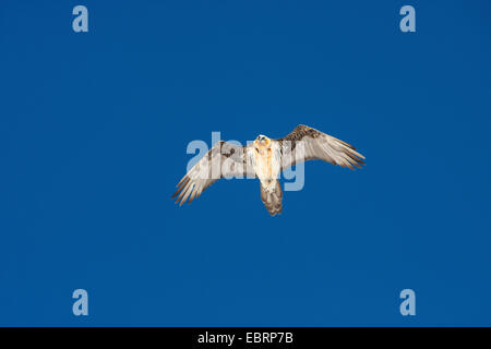 Lammergeier, Bearded Vulture (Gypaetus barbatus), flying, Switzerland, Valais, Leukerbad Stock Photo