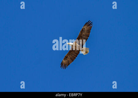 American bald eagle (Haliaeetus leucocephalus), flying in blue sky, USA, Arizona, Salt River Stock Photo