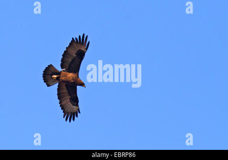 Wahlberg's eagle (Hieraaetus wahlbergi), flying, South Africa, Kgaswane Mountain Reserve Stock Photo