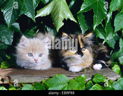 domestic cat, house cat (Felis silvestris f. catus), two angora kitten in the garden Stock Photo