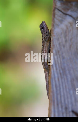 Fence lizard, Eastern fence lizard (Sceloporus undulatus), sits at timber floor board, USA, Tennessee, Great Smoky Mountains National Park Stock Photo