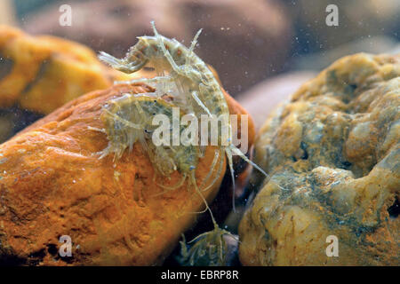 lacustrine amphipod, lacustrine shrimp (Gammarus roeseli), male and female, Germany Stock Photo