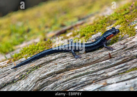 Jordan's salamander, red-cheeked salamander, Appalachian woodland salamander (Plethodon jordani), on deadwood, USA, Tennessee, Great Smoky Mountains National Park Stock Photo