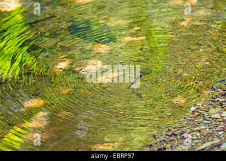 dragonfly laying eggs in a small river, USA, Tennessee, Great Smoky Mountains National Park Stock Photo