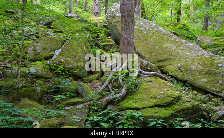 large tree grows on a tor, USA, Tennessee, Great Smoky Mountains National Park Stock Photo
