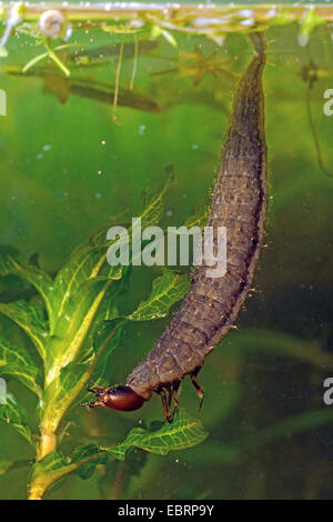 Greater silver beetle, Great black water beetle, Great silver water beetle, Diving water beetle (Hydrophilus piceus, Hydrous piceus), larva takes breath at the water surface, Germany Stock Photo