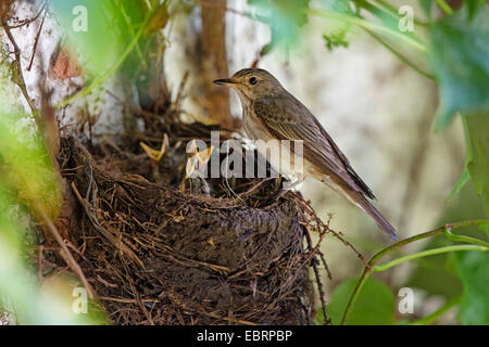 spotted flycatcher (Muscicapa striata), at the nest with begging squeakers, Germany, Bavaria Stock Photo