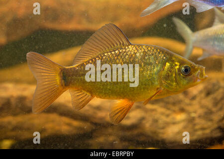 Crucian carp (Carassius carassius), juvenil Stock Photo