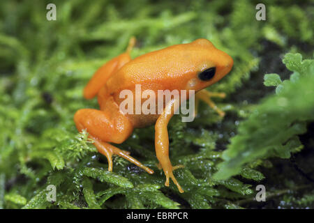 golden frog (Mantella aurantiaca), sitting on moss, Madagascar Stock Photo