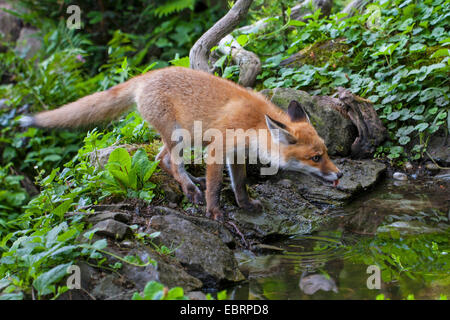 red fox (Vulpes vulpes), juvenile fox drinking from a forest pond, Switzerland, Sankt Gallen Stock Photo