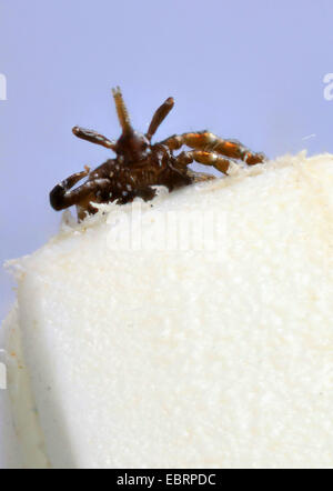 European castor bean tick, European sheep tick (Ixodes ricinus), tick in a tick forceps Stock Photo