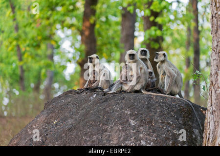 Southern plains gray langur, Gray langur monkey (Semnopithecus dussumieri), females sitting with their young animals on a boulder, India, Kanha National Park Stock Photo