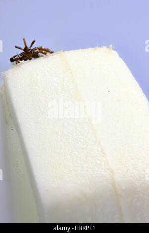 European castor bean tick, European sheep tick (Ixodes ricinus), tick in a tick forceps Stock Photo