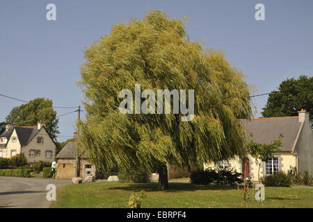 dwarf gray willow (Salix tristis), single tree in a village, France, Brittany, Planguenoual Stock Photo