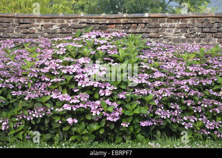 Garden hydrangea, Lace cap hydrangea (Hydrangea macrophylla), hydrangea at an old wall, France, Normandy, NeufchÔtel-en-Bray Stock Photo