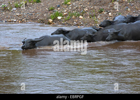 Asian water buffalo, wild water buffalo, carabao (Bubalus bubalis, Bubalus arnee), herd crossing river, Thailand, Chiang Mai Stock Photo