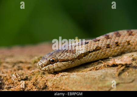 smooth snake (Coronella austriaca), portrait, Germany, Hesse Stock Photo