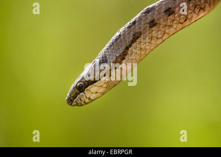 smooth snake (Coronella austriaca), portrait, Germany, Hesse Stock Photo