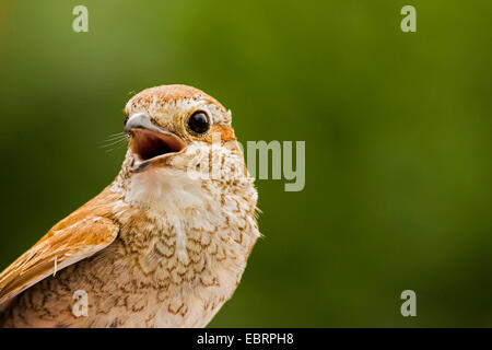red-backed shrike (Lanius collurio), juvenile, portrait with bill open, Germany, Hesse Stock Photo